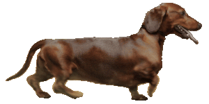 intro-dog-walk_gif 600×300 pixels.gif