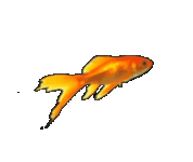 Goldfish_. 金鱼！.gif