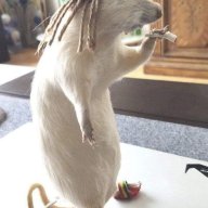 MorriArtik